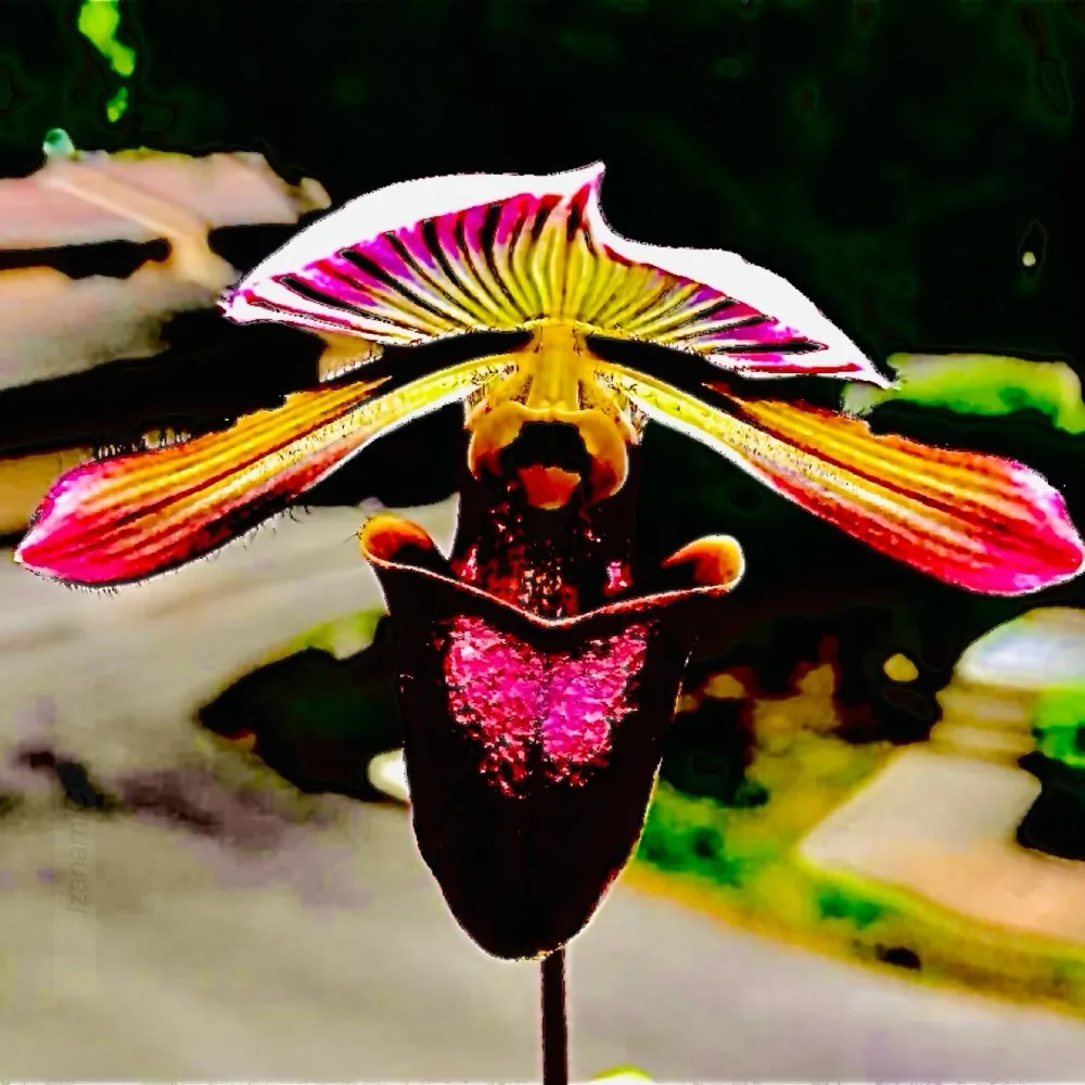 ladyslipperhere.bsky.social's profile picture