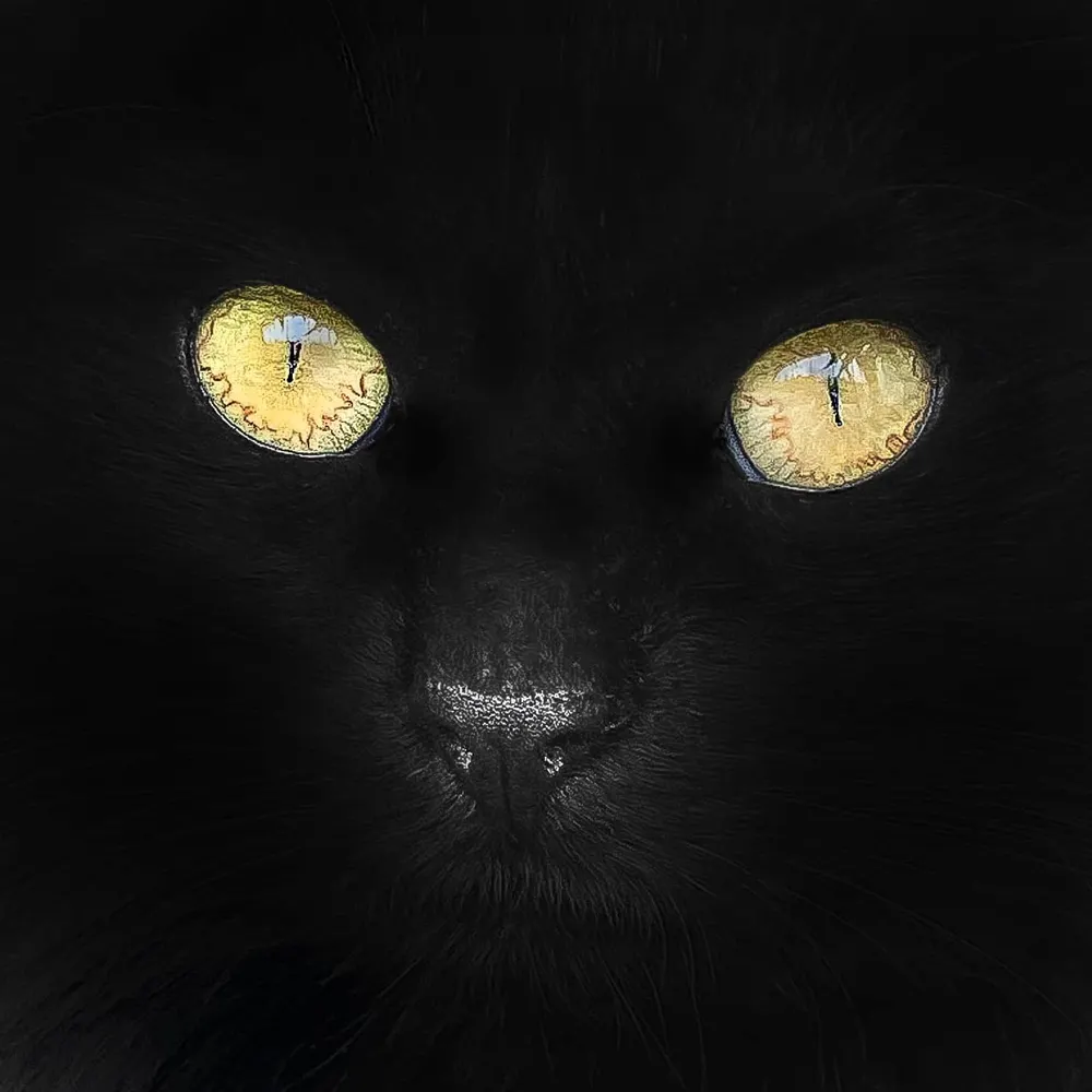 senna70.bsky.social's profile picture