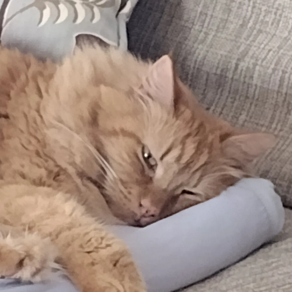 vealllc.bsky.social's profile picture