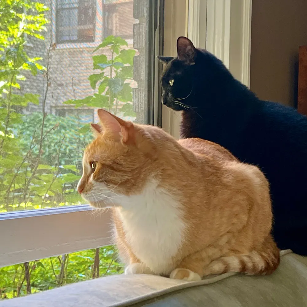 jhbandcats.bsky.social's profile picture