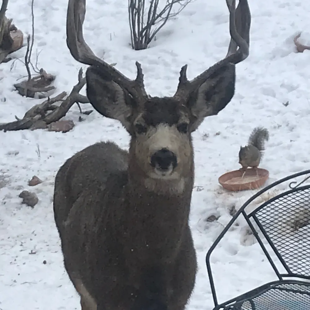 scoutpaint.bsky.social's profile picture