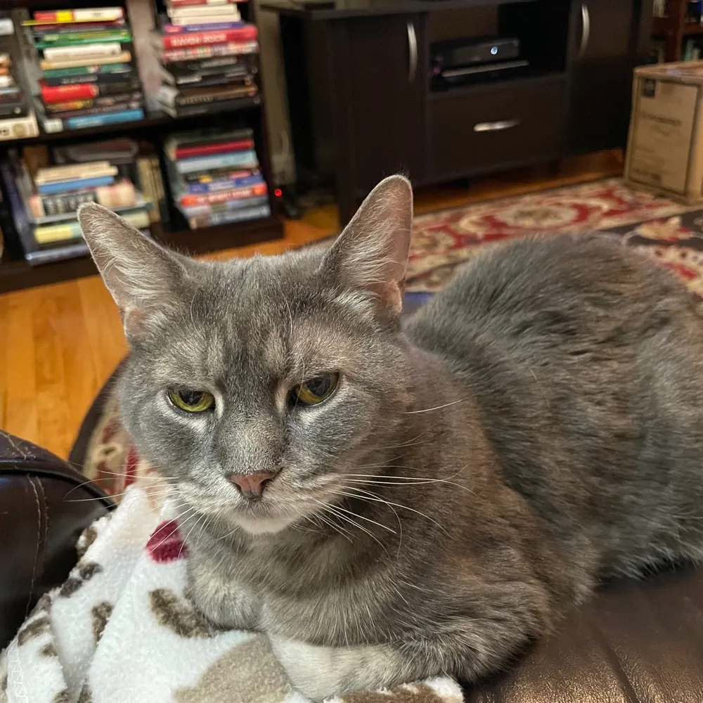 atomicdaphne.bsky.social's profile picture