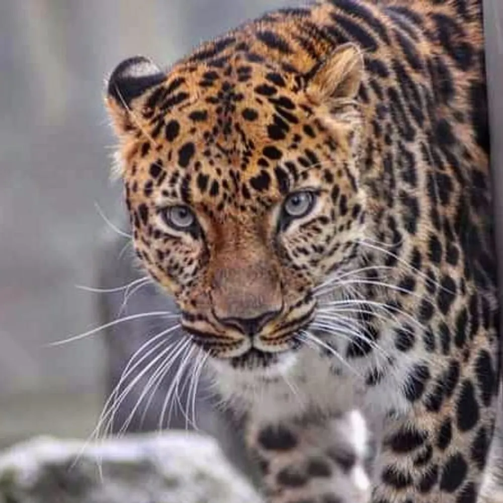 never2old2resist.bsky.social's profile picture