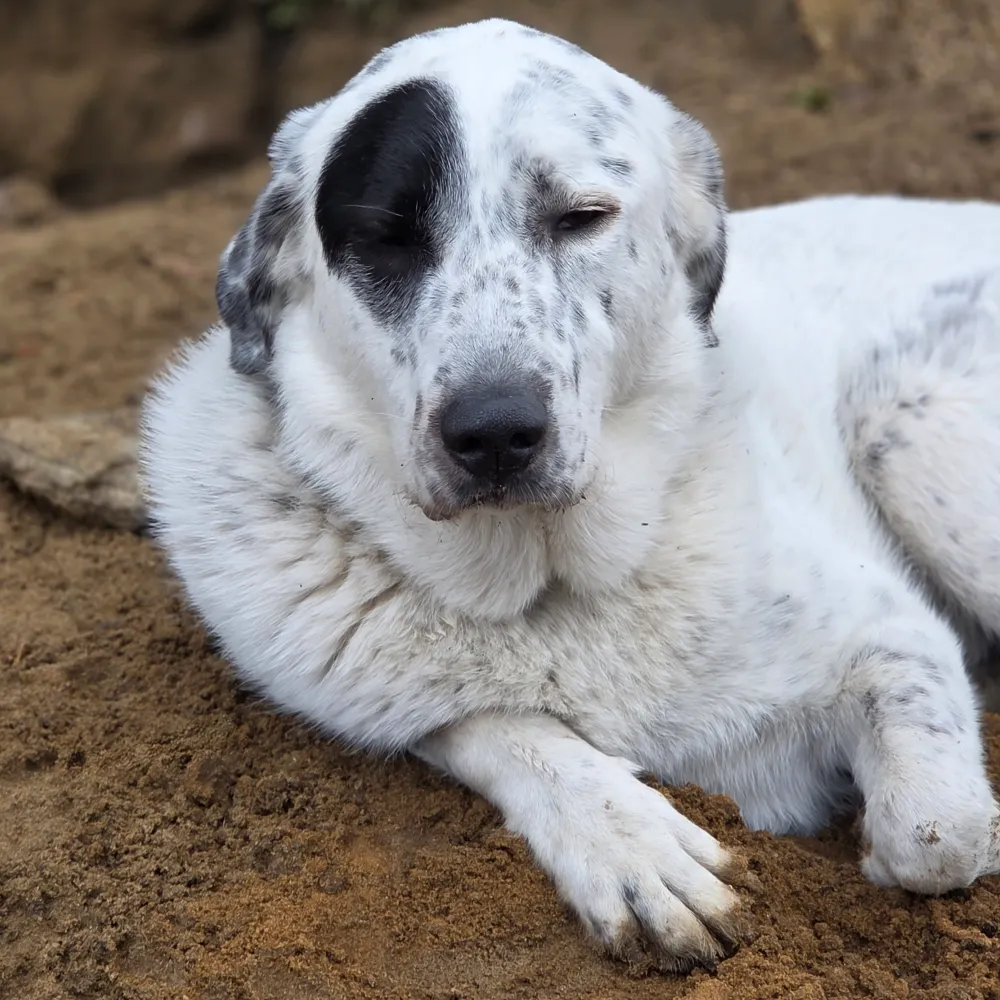 mattsmutts.bsky.social's profile picture