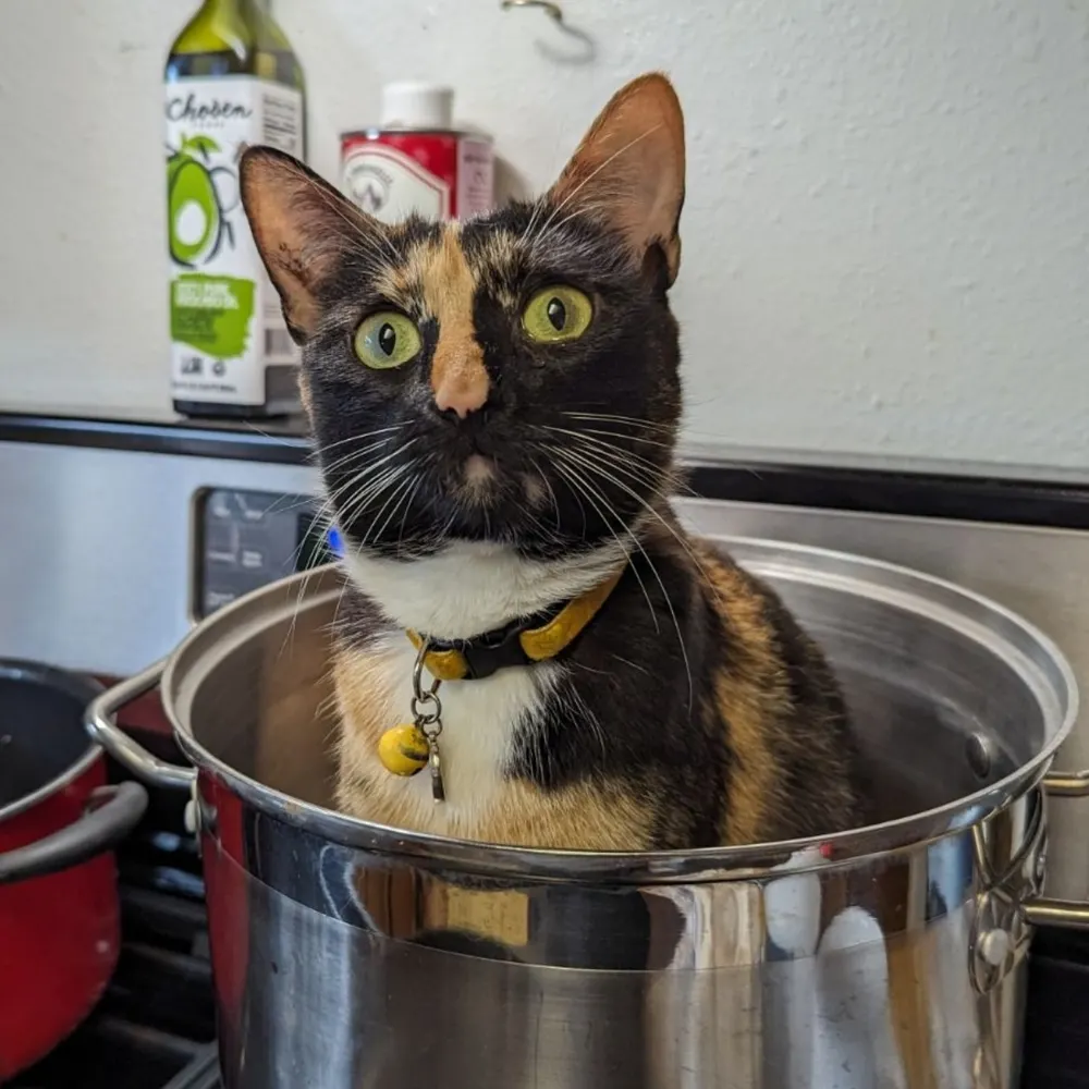 grrrlromeo.bsky.social's profile picture