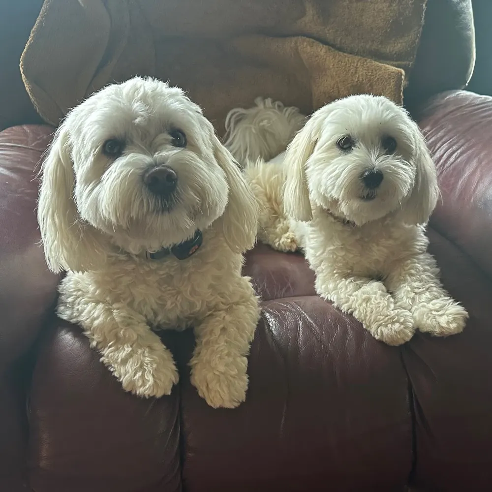 kevinasarver.bsky.social's profile picture