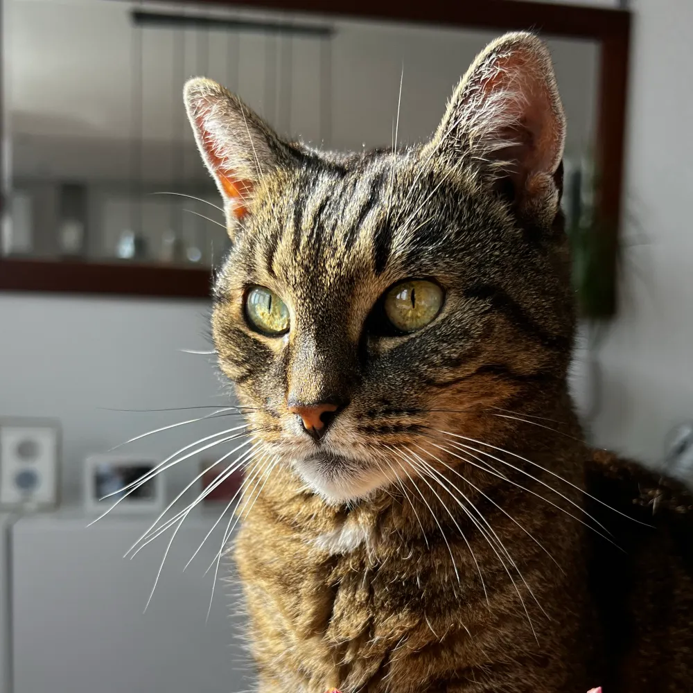 meigloo.bsky.social's profile picture