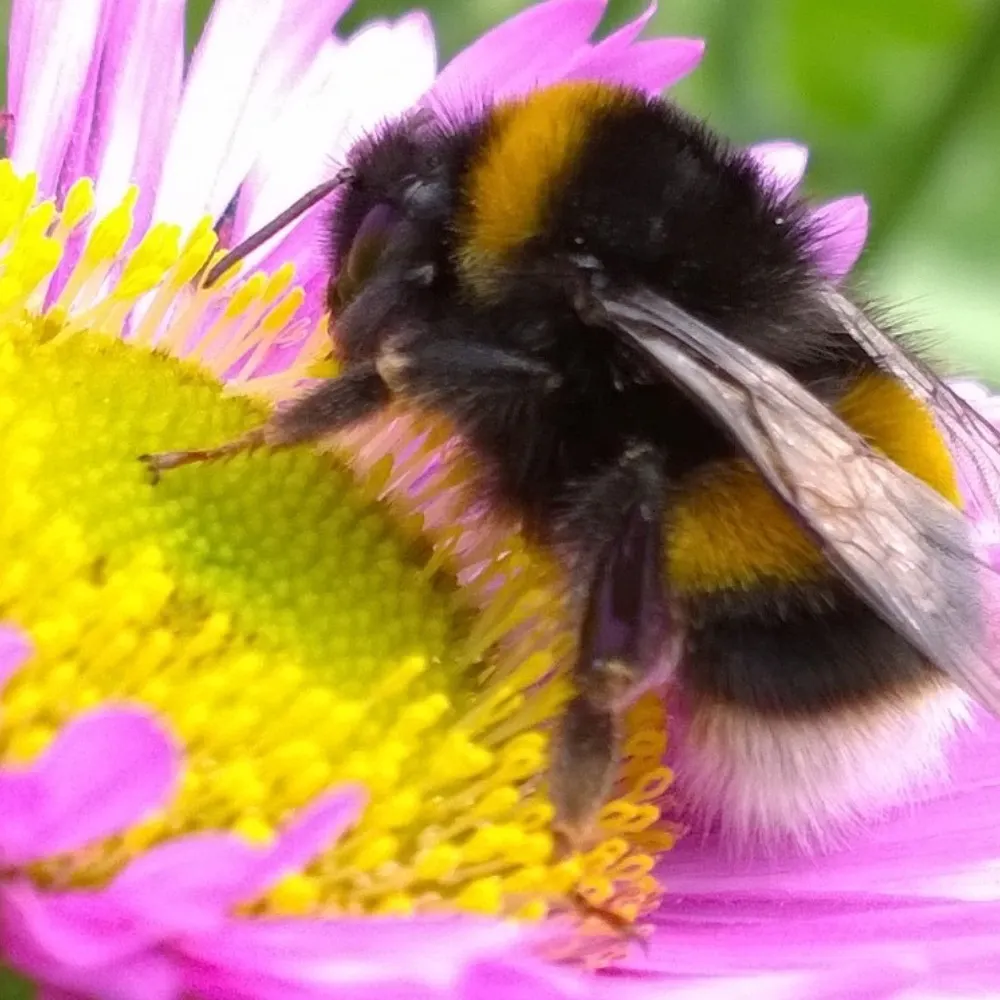 beelovevoteblue.bsky.social's profile picture