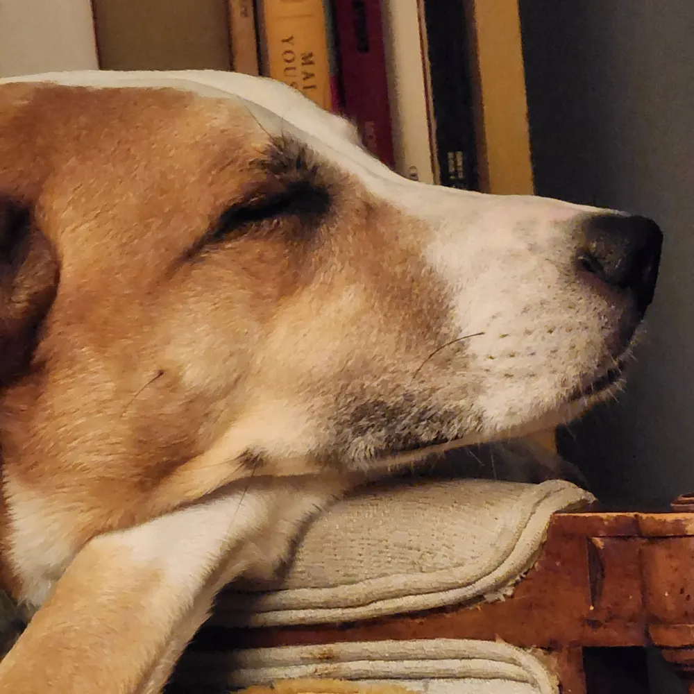 velvethydrangea.bsky.social's profile picture