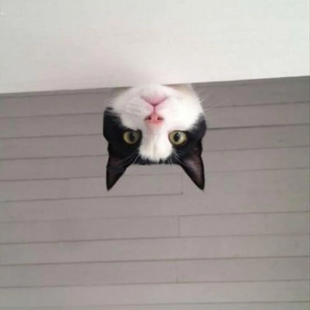 taznjynx.bsky.social's profile picture