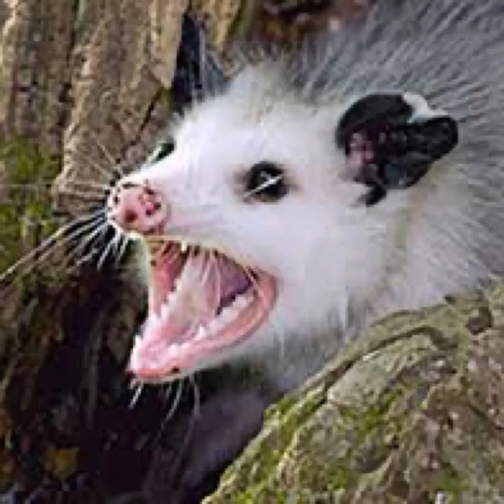 lazarigueya.bsky.social's profile picture