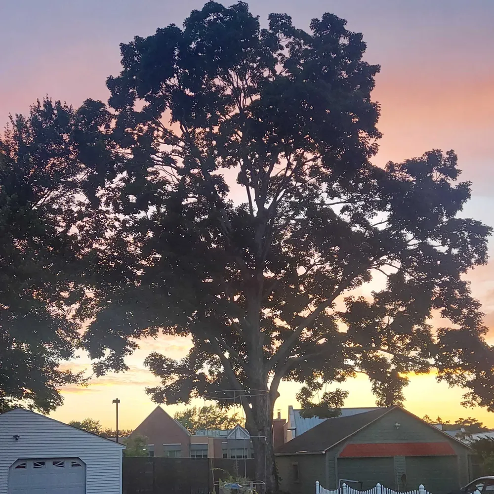 mbayayangu.bsky.social's profile picture