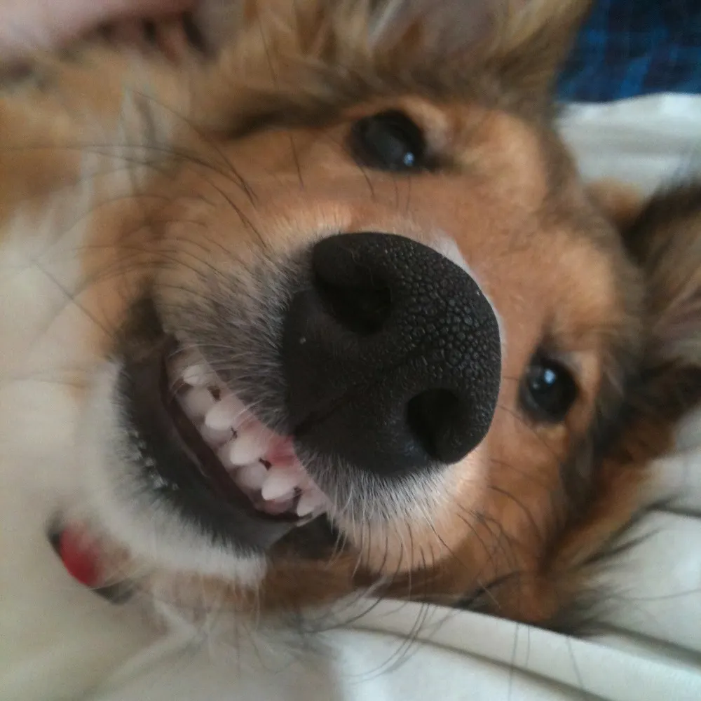 adoptbot.bsky.social's profile picture