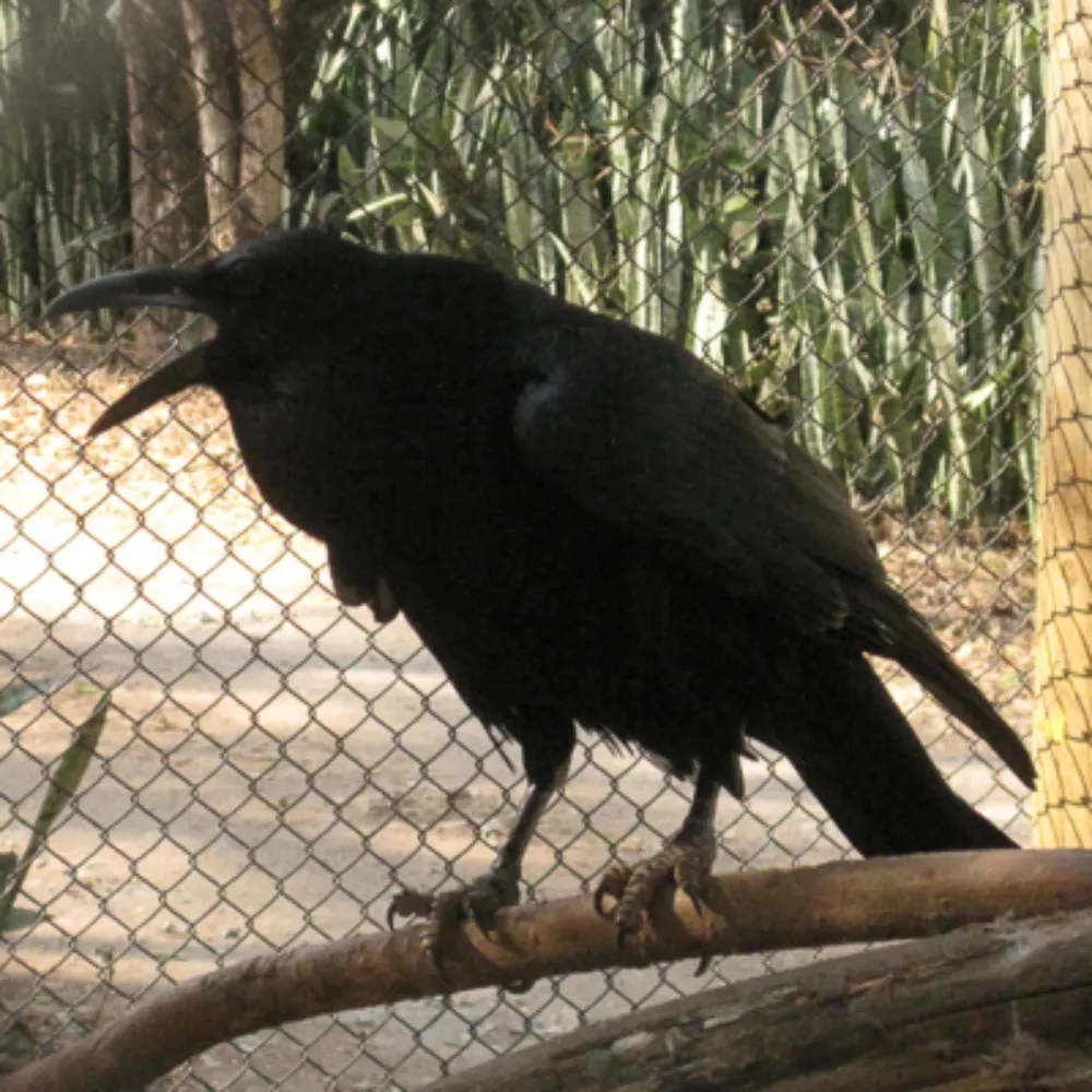 ravenonthill.bsky.social's profile picture