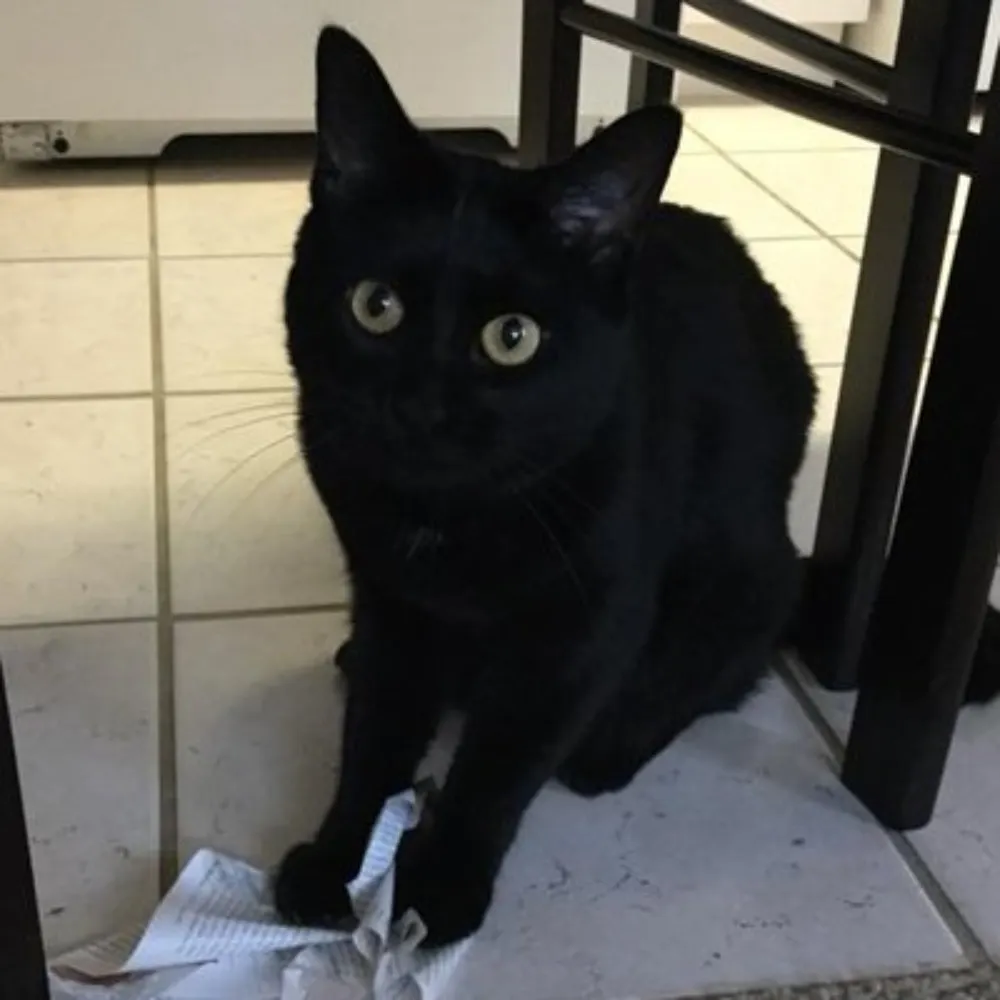 rheumcat.bsky.social's profile picture