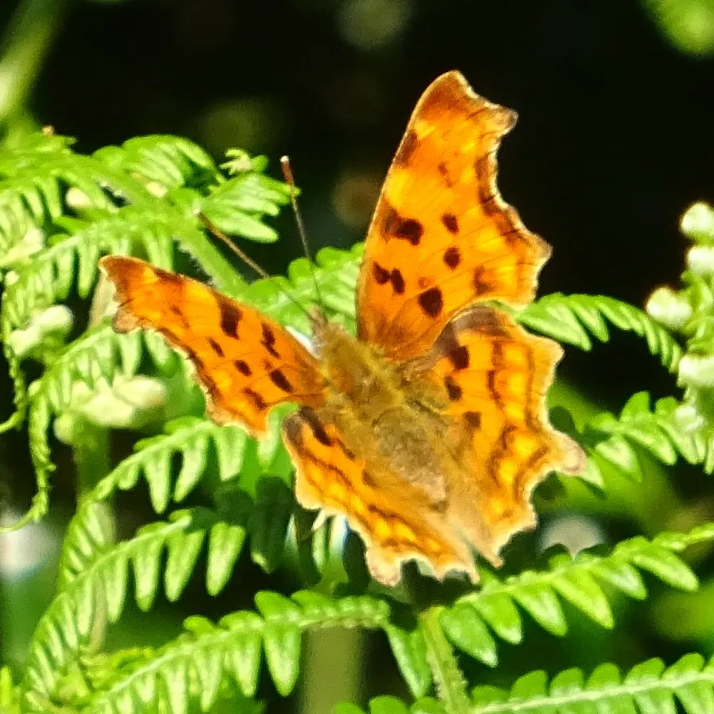 dovetails.bsky.social's profile picture