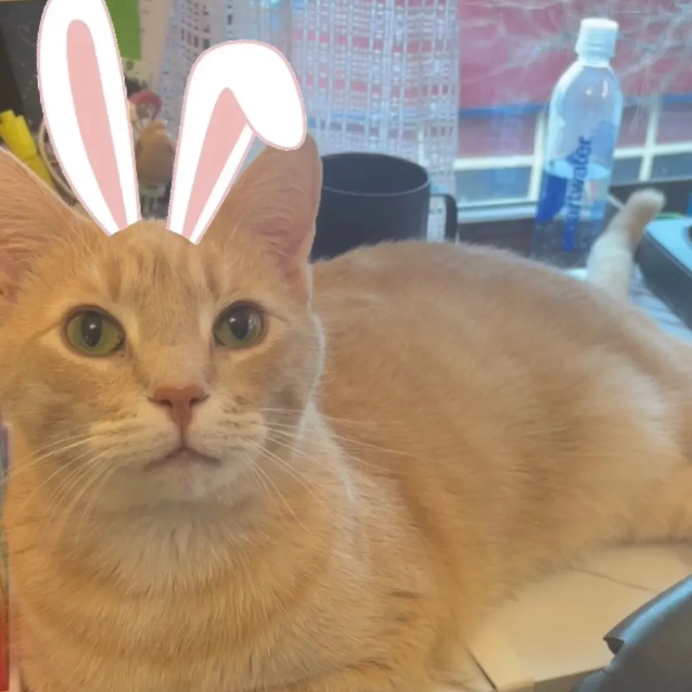 eggsymcgee.bsky.social's profile picture