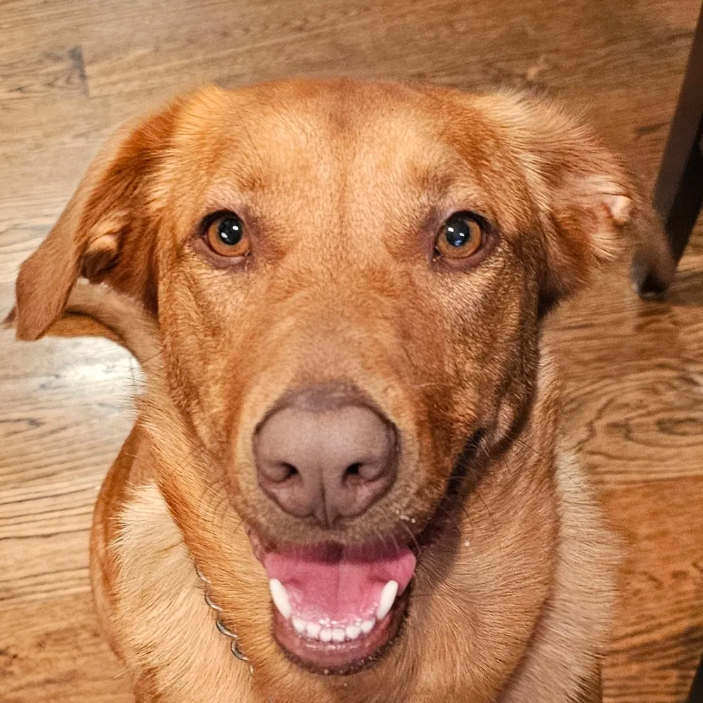 muppybean.bsky.social's profile picture