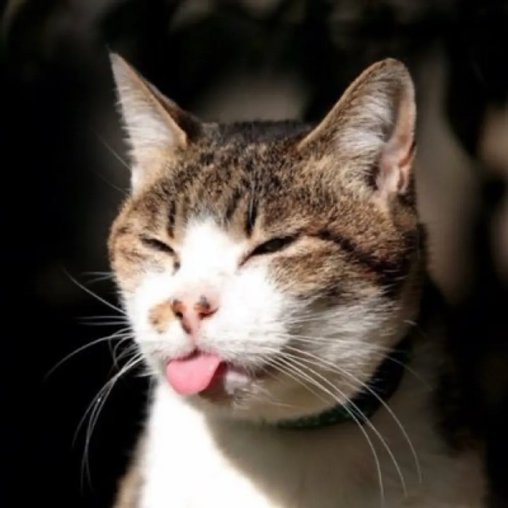 vesuvan.bsky.social's profile picture