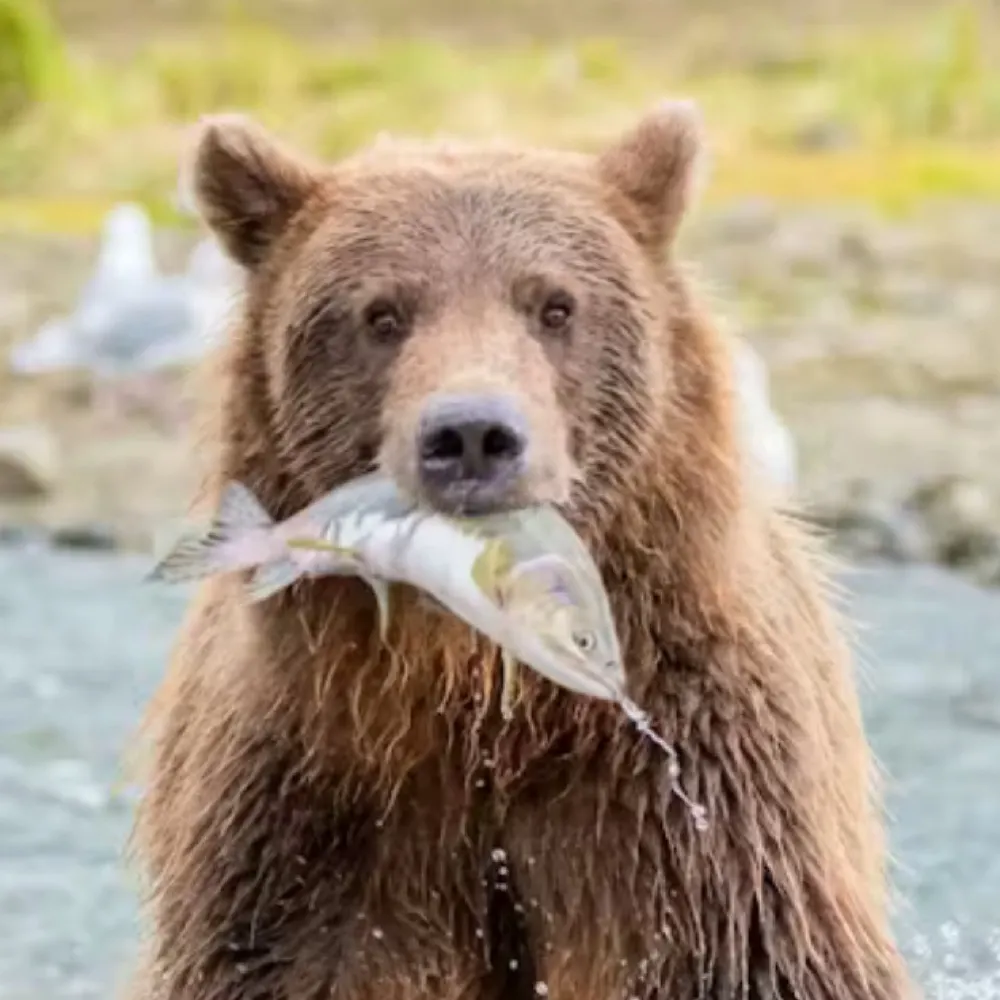 cagrizzly.bsky.social's profile picture