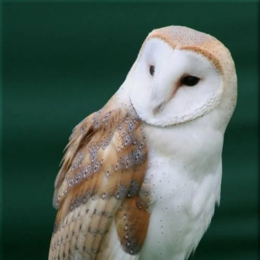 futterbly.bsky.social's profile picture