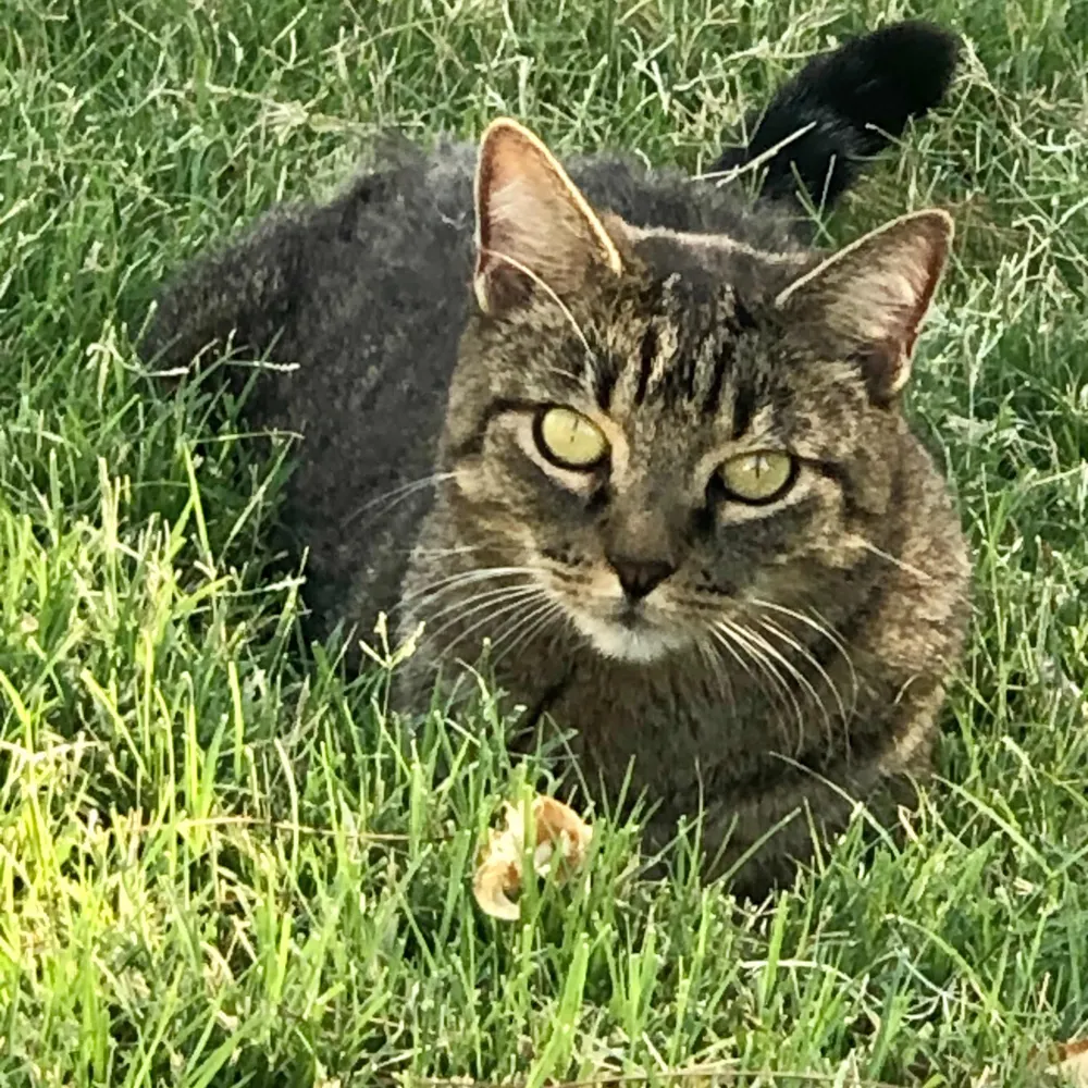 calliopethecat.bsky.social's profile picture