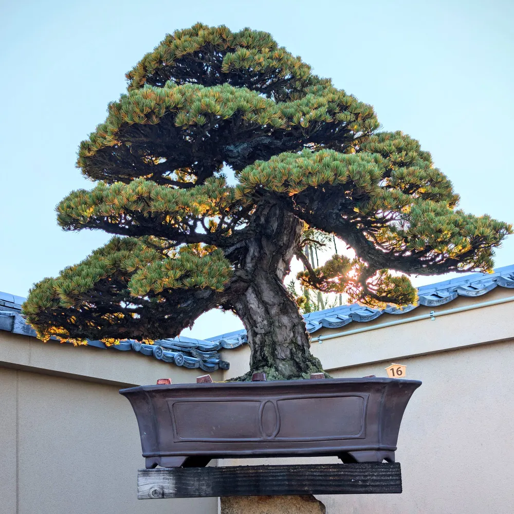 swissmunicipal.bsky.social's profile picture