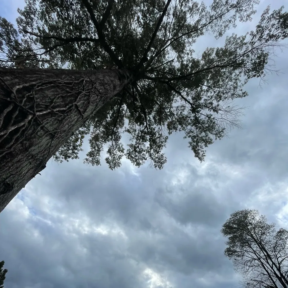 bloodreddragon.bsky.social's profile picture