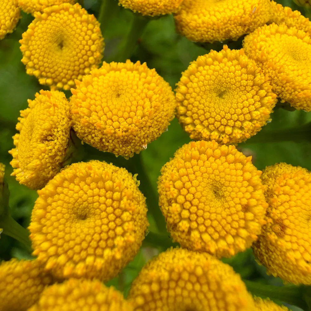 plantsthatglitter.bsky.social's profile picture