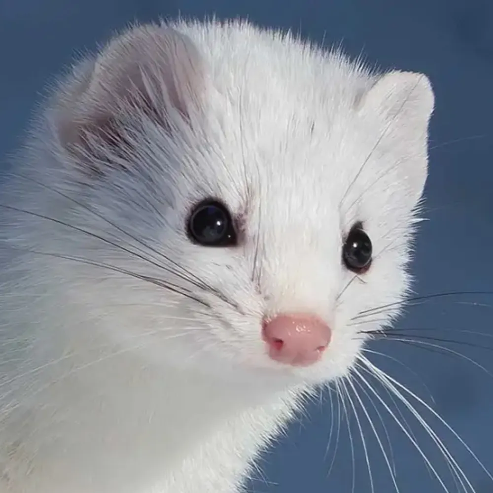 skeletalbookeeper.bsky.social's profile picture