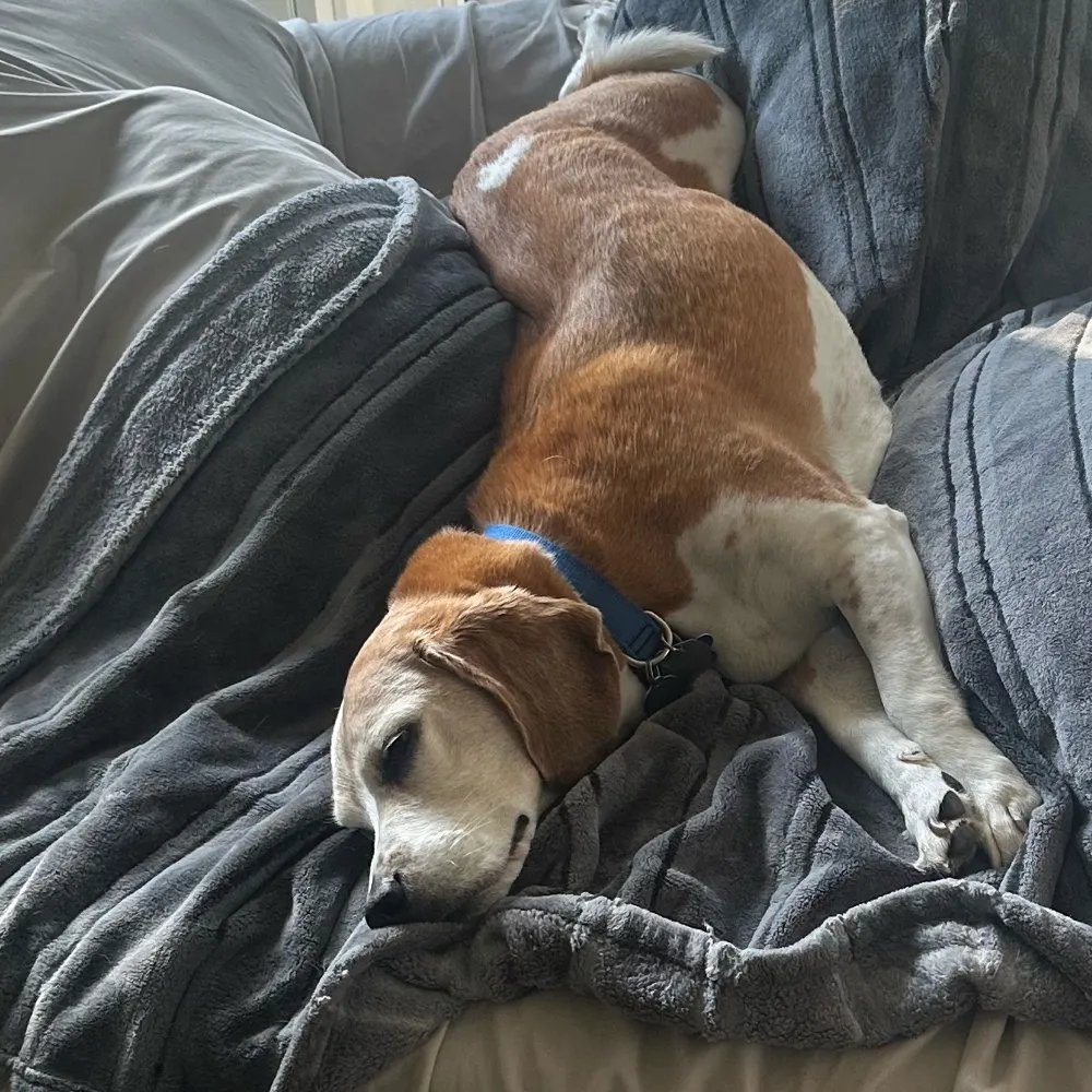 myname1sn0b0dy.bsky.social's profile picture