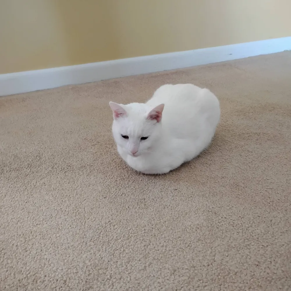 drsweetie.bsky.social's profile picture