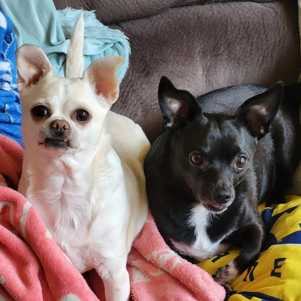 zombiekat.bsky.social's profile picture