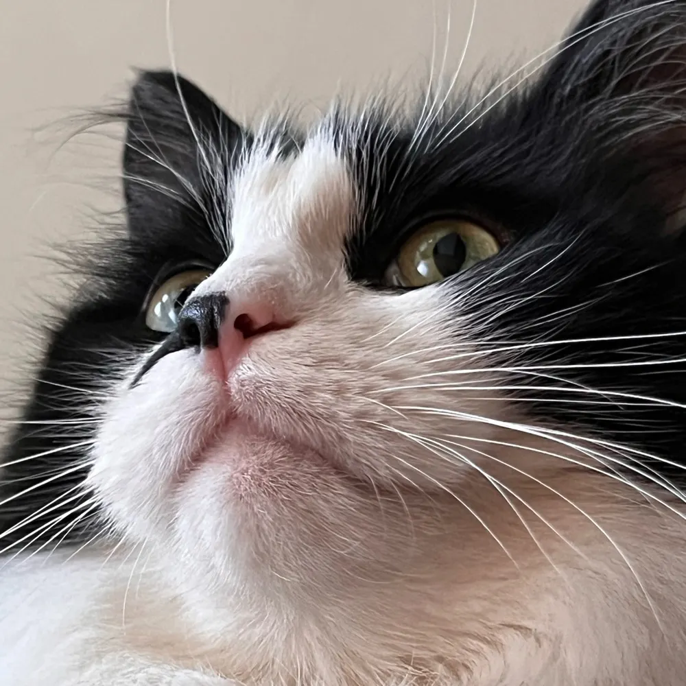 battybunce.bsky.social's profile picture