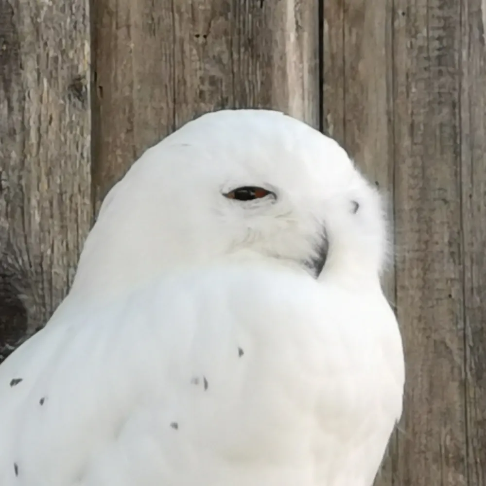 ursrbrot.bsky.social's profile picture