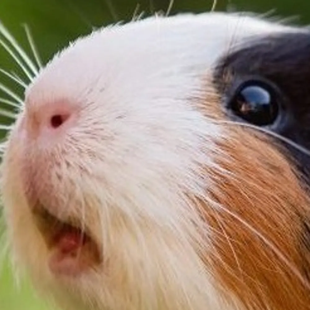 danbongard.bsky.social's profile picture