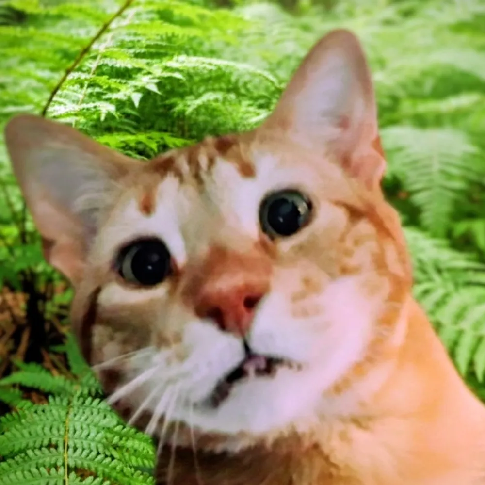 buddycatmom.bsky.social's profile picture