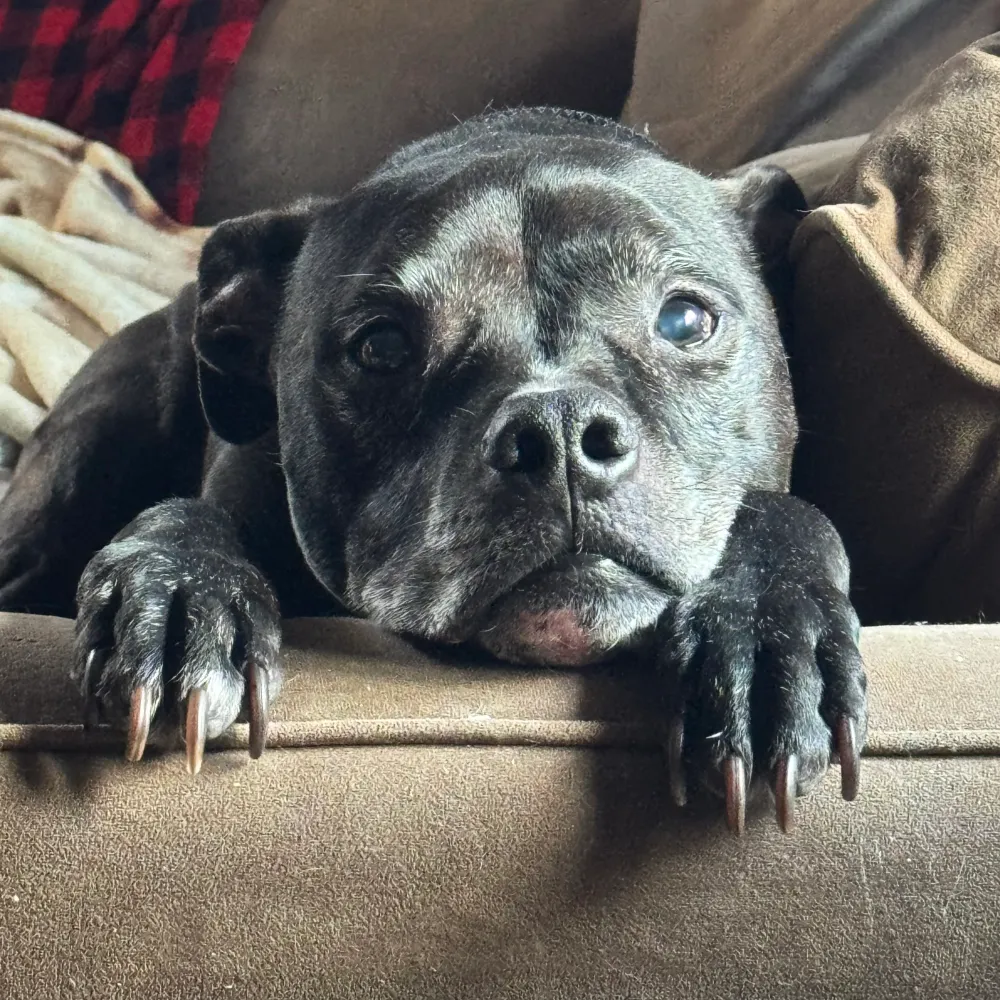 goodmourning.bsky.social's profile picture