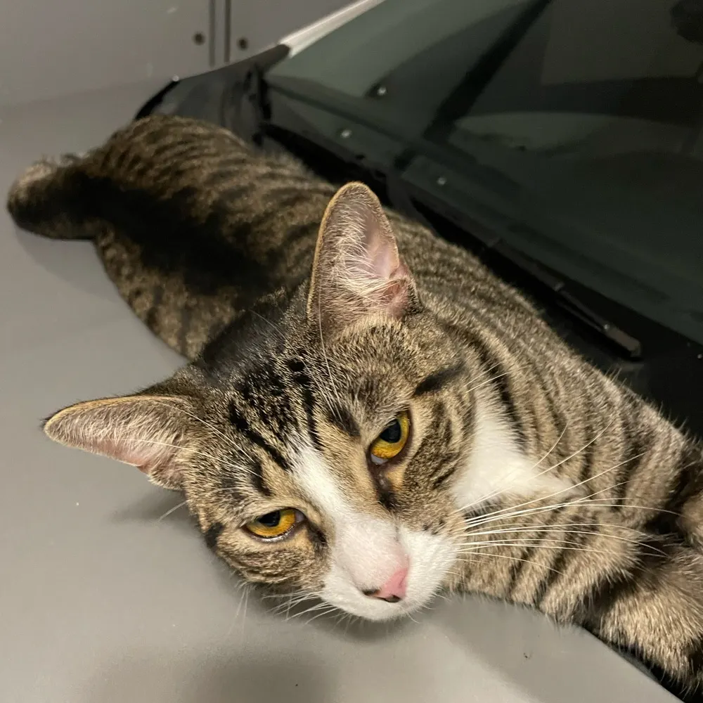 carlatheviking.bsky.social's profile picture