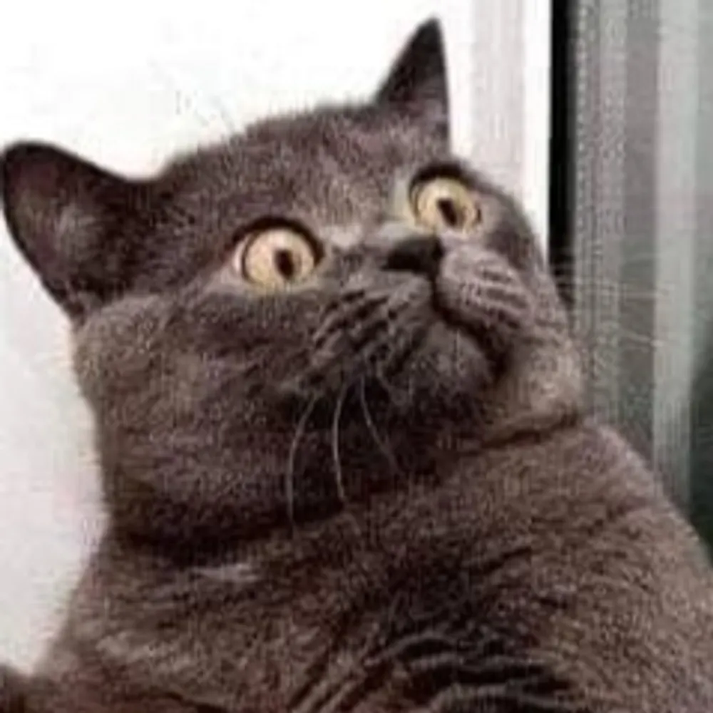 spoonbread.bsky.social's profile picture