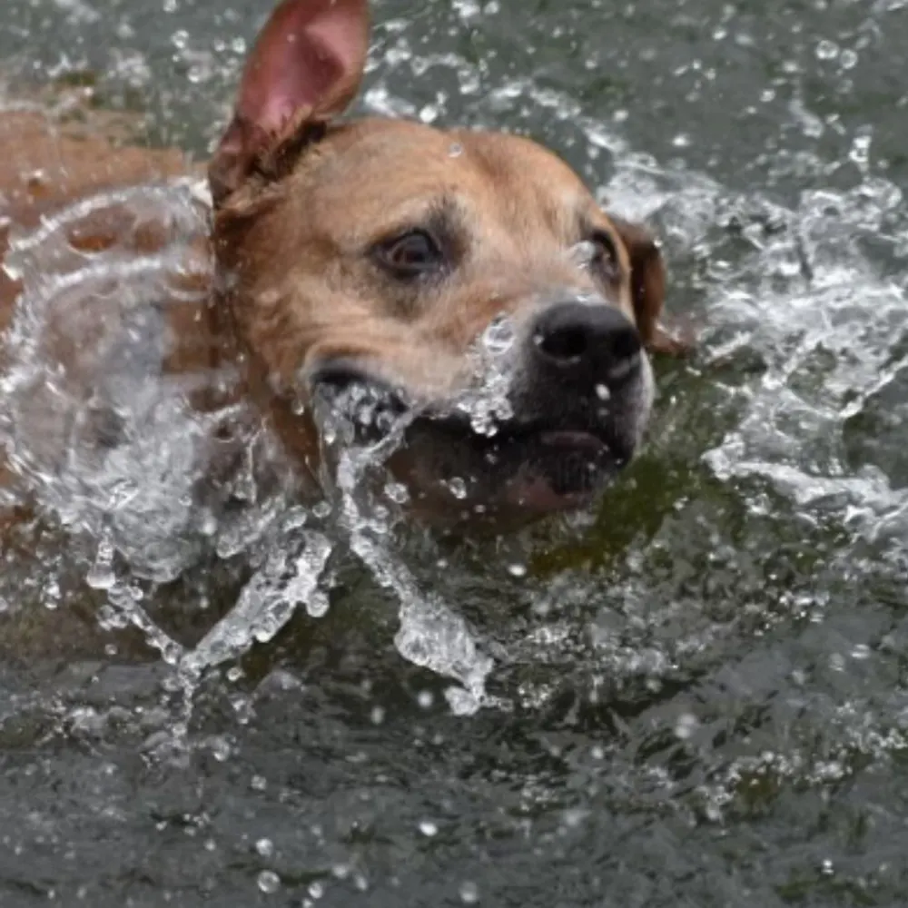 okaytrouble.bsky.social's profile picture