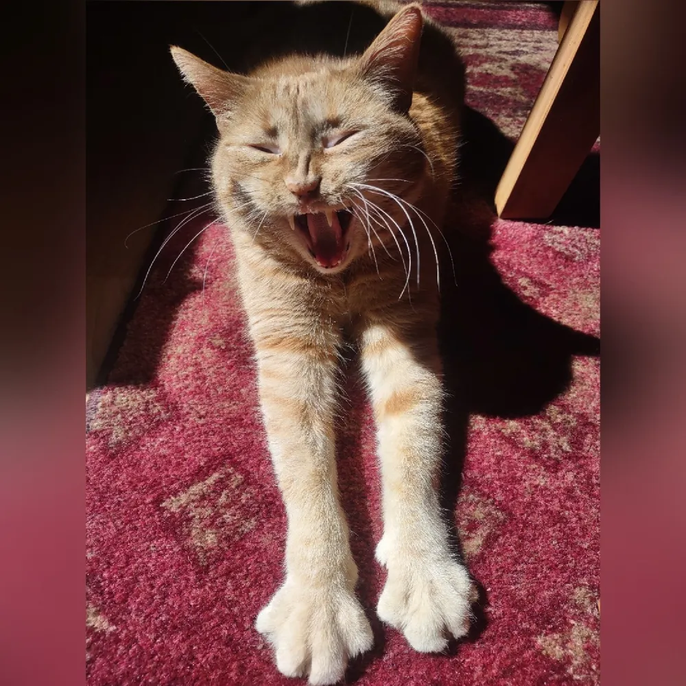 randipumpkin.bsky.social's profile picture