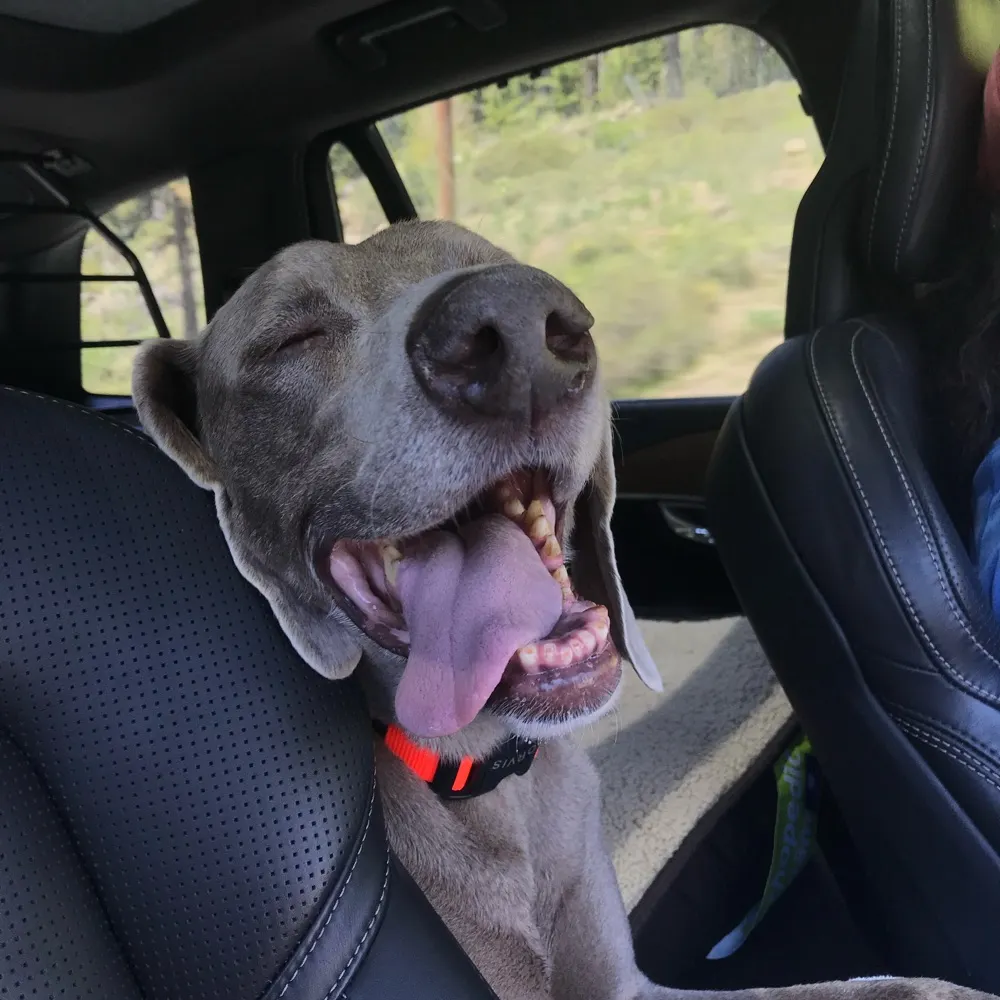 3dogrunner.bsky.social's profile picture