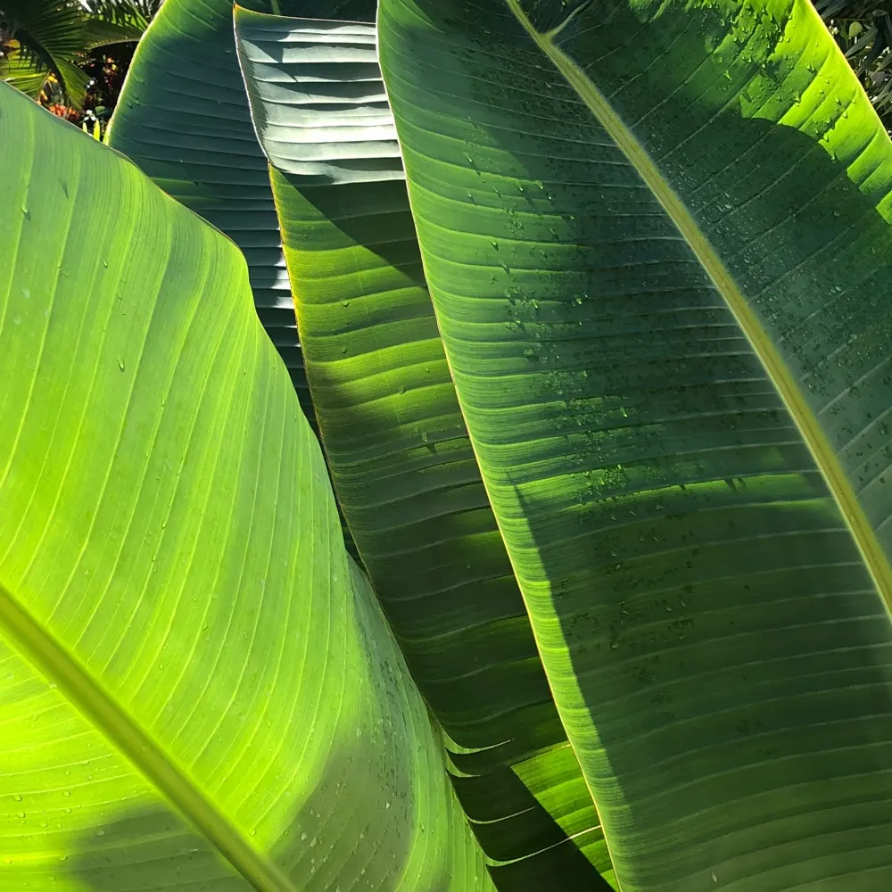 magnificentsynonym.bsky.social's profile picture