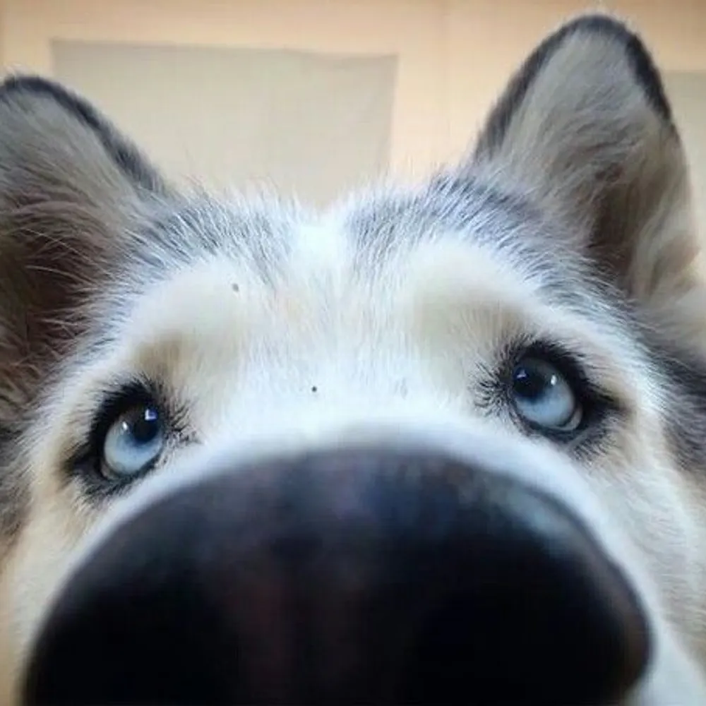 wolfuru.bsky.social's profile picture