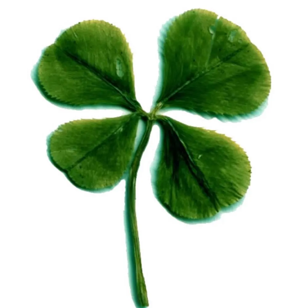 dcemerald.bsky.social's profile picture