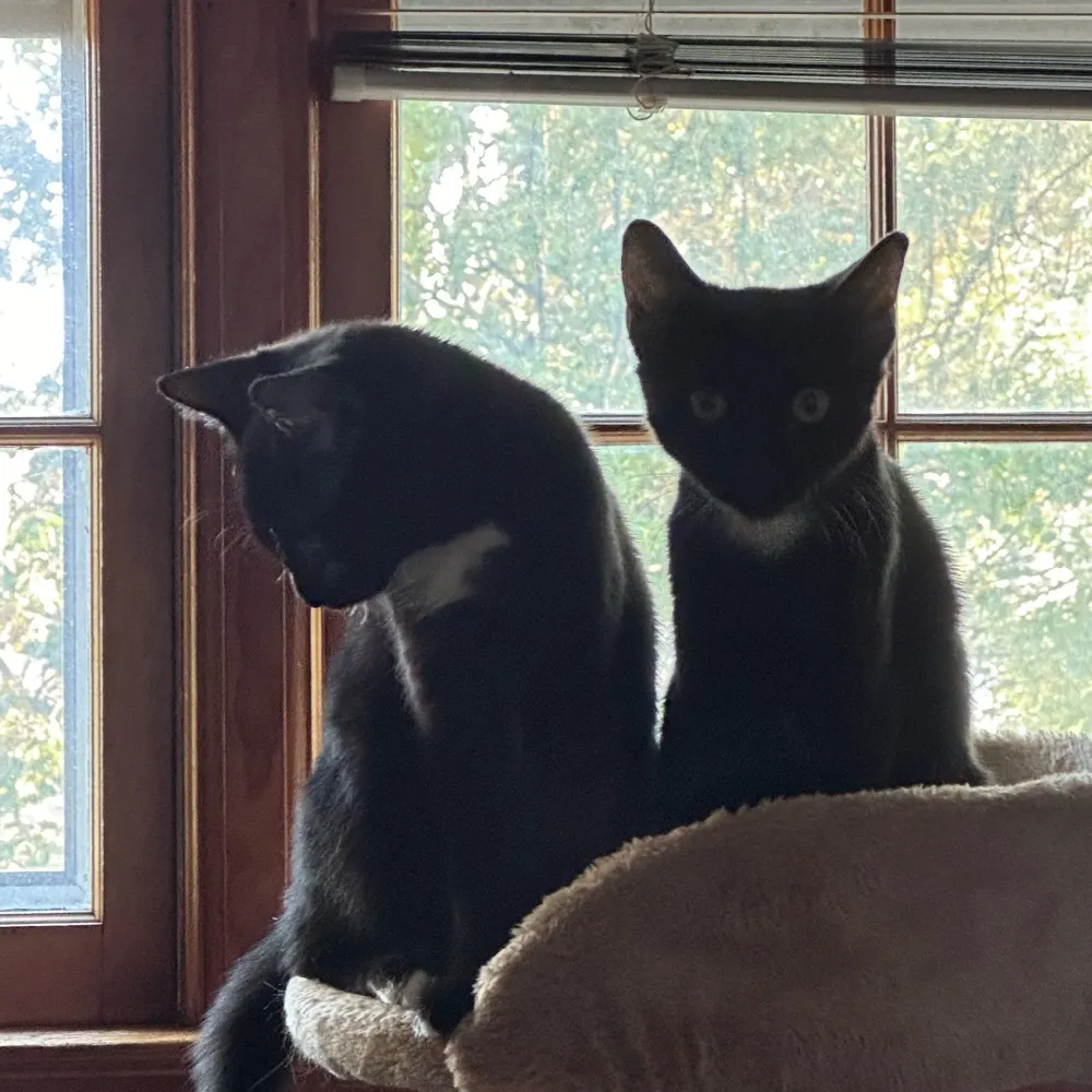 nightbird39.bsky.social's profile picture