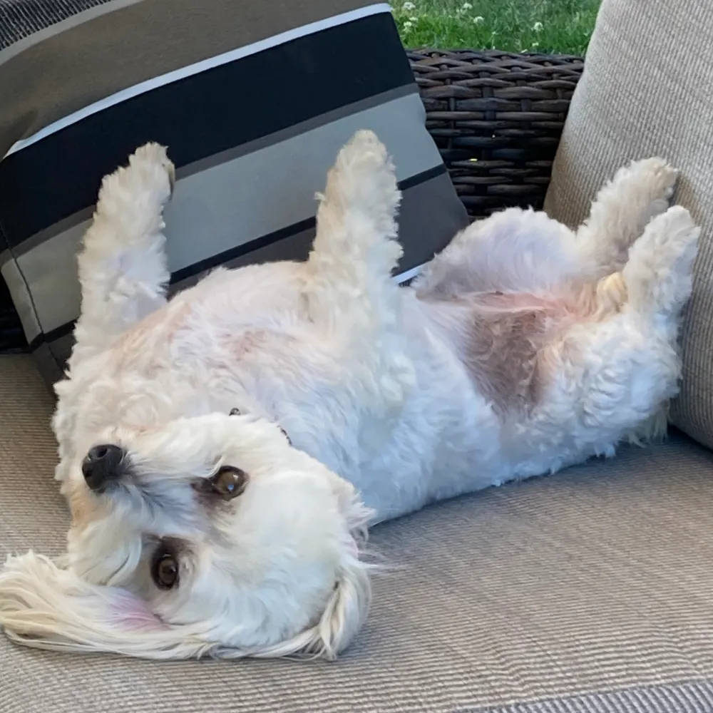 mazakeen.bsky.social's profile picture