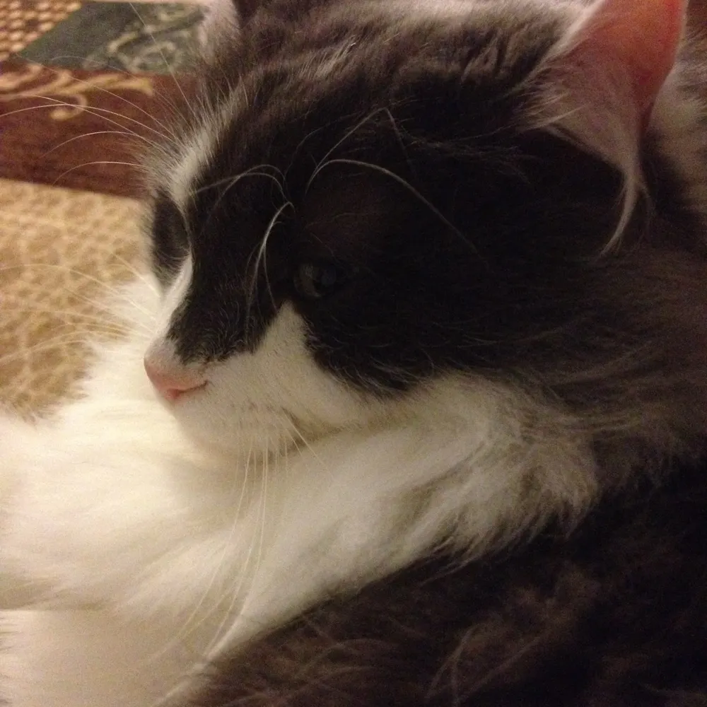 sirshepard.bsky.social's profile picture