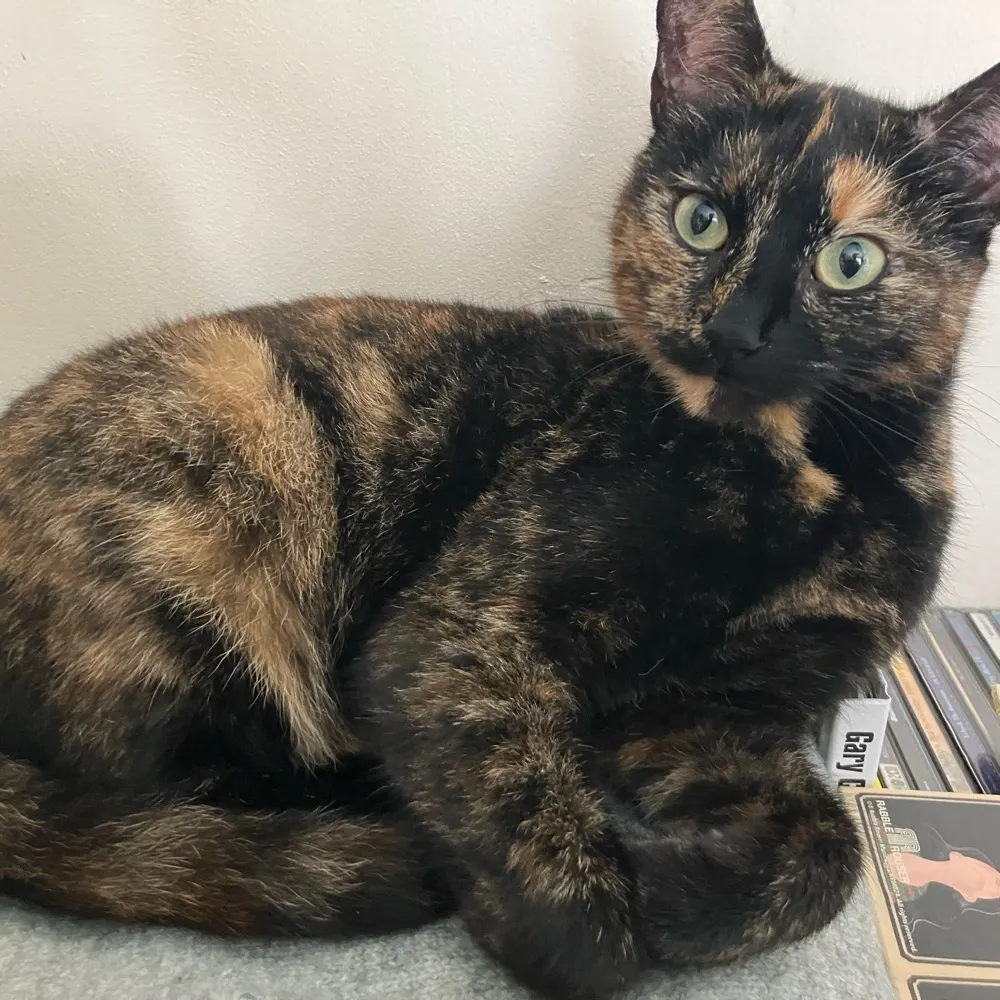 stillstroppy.bsky.social's profile picture